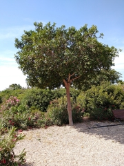 Ficus retusa