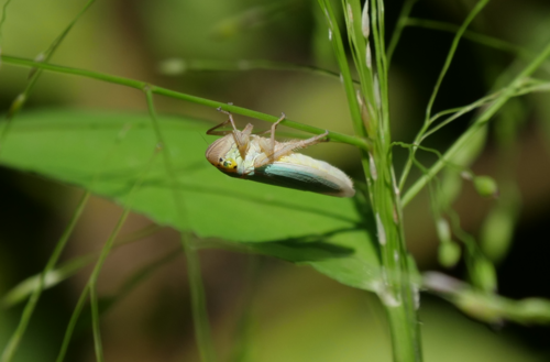 Green Leafhopper photo 6