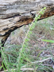 Pultenaea hispidula