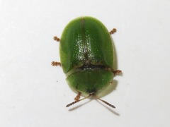 Cassida rubiginosa