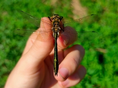 Cordulia aenea aenea