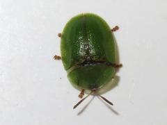 Cassida rubiginosa
