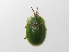 Cassida rubiginosa