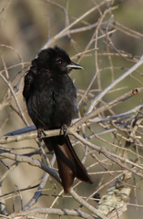 Dicrurus adsimilis fugax