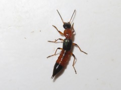 Paederus riparius