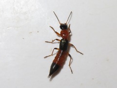 Paederus riparius