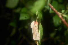 Spilarctia seriatopunctata