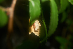 Spilarctia seriatopunctata