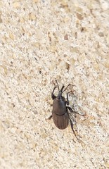 Sphenophorus striatopunctatus