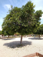 Ficus retusa