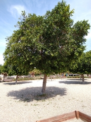 Ficus retusa