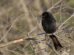 Dicrurus adsimilis fugax