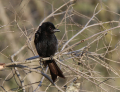 Dicrurus adsimilis fugax