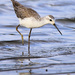 Marsh Sandpiper - Photo (c) maritzasouthafrica, some rights reserved (CC BY-NC), uploaded by maritzasouthafrica