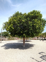 Ficus retusa