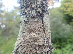 Hypotrachyna spumosa