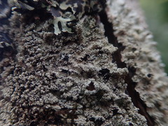 Hypotrachyna spumosa