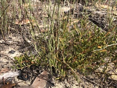 Acacia bynoeana