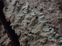 Hypotrachyna spumosa