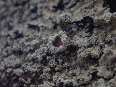 Hypotrachyna spumosa