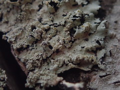 Hypotrachyna spumosa