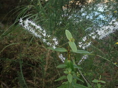 Veronica ligustrifolia