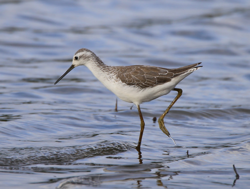 Marsh Sandpiper