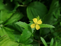 Rhamphospermum arvense