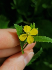 Rhamphospermum arvense