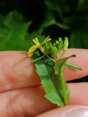 Rhamphospermum arvense