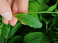 Rhamphospermum arvense