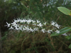 Veronica ligustrifolia
