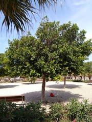 Ficus retusa