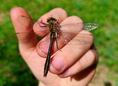 Cordulia aenea aenea