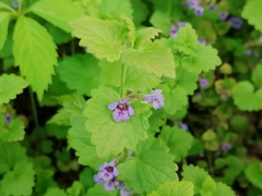 Glechoma hederacea