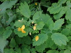 Chelidonium majus
