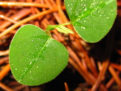 Amphicarpaea edgeworthii