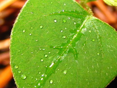 Amphicarpaea edgeworthii