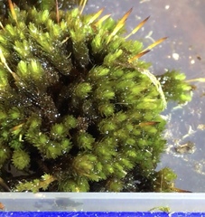 Macromitrium longipes