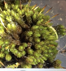 Macromitrium longipes