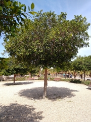 Ficus retusa