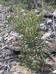 Melaleuca deanei