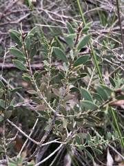 Melaleuca deanei