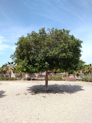 Ficus retusa