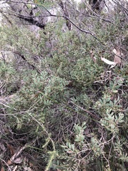 Melaleuca deanei