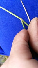 Eragrostis plana