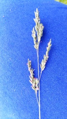 Eragrostis plana