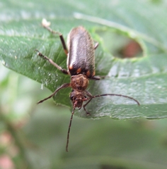 Cortodera humeralis