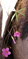 Oxalis smithiana