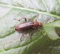 Cortodera humeralis
